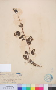 Specimen thumbnail